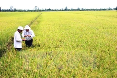 Vietnam’s agricultural achievements significant: FAO representative