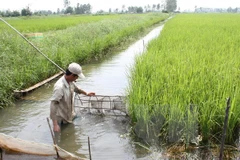 Ca Mau plans drought, saltwater intrusion prevention in dry season