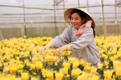 HCM City, Netherlands talk to forge agricultural ties 