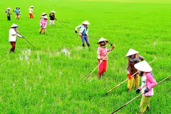 Agricultural value chain development needed in Mekong Delta
