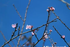 Early peach blossoms in Y Ty