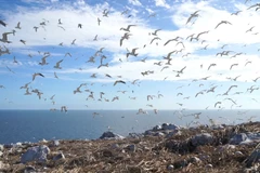 Hon Trung recognised as most fertile seabird habitat