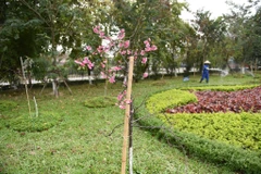 First Japanese sakuras begins to bloom in Hanoi