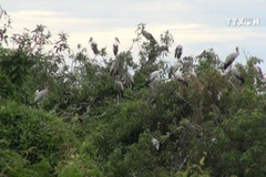 Farmer couple builds shelter for storks