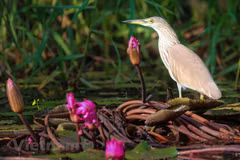 Tram Chim Park home to spectacular diversity of bird species