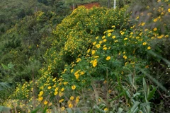 Wild sunflowers in full bloom in mountainous province