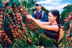 Coffee sector: performance yet to live up to potential