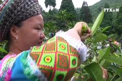 Ancient tea tree in Yen Bai honoured