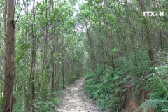 Ninh Binh sets good example in forest protection