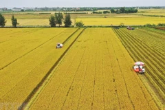Mekong Delta faces challenge to reducing greenhouse gas emissions in rice farming