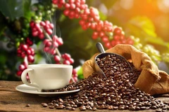 Coffee industry works to improve product value