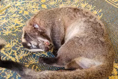 ENV: Arrests for wildlife violations on the rise