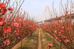 Peach blossoms - a symbol of Lunar New Year