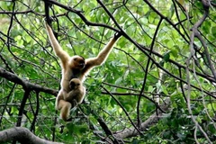 Exploring Langbiang - the first biosphere reserve in Central Highlands