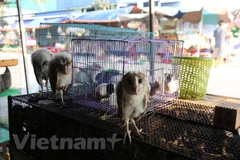 Forest protection forces crack down on country’s largest wildlife market