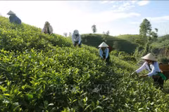Tien Son district, the biggest tea cultivation area in Phu Tho province. (Photo: VNA)