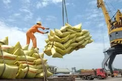 Vietnam exports 4.68 million tonnes of rice in the first six months of this year, earning 2.98 billion USD (Photo: sggp.org.vn)