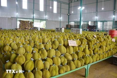  Vietnamese durian is increasingly popular among Chinese consumers. (Photo: VNA) 