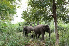 Domestic elephants are raised in a semi-wild form in the forest of KRongNa commune in Buon Don district of Dak Lak province. (Photo: VNA) 