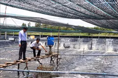 An environmentally-friendly shrimp farming model in Ca Mau province (Photo: VNA)