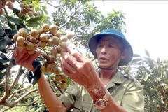 A member of Quyet Thang speciality fruit cooperative in Hung Yen at a longan orchard. (Photo: VNA)