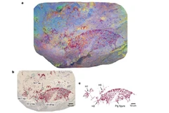 A painting in Indonesian cave (Photo: Griffith University/Nature)