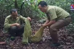 Tay Ninh rangers release pangolins back into the wild