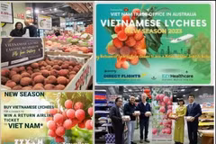 Vietnamese lychee sold well at Costco stores in Australia