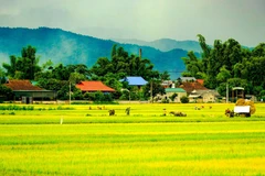 Admiring the largest rice field in the Northwest