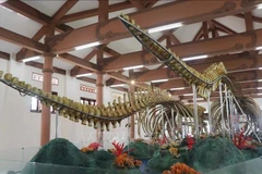 Vietnam’s largest whale skeleton display attracts visitors