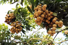 Hung Yen longan (Photo:VNA)