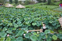 Captivating lotus pond at Moc Chau national tourist site
