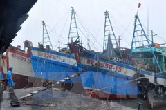 Nghe An develops storm shelters for fishing boats