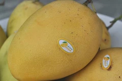 Vietnam to export Cat Chu mangoes to Japan 
