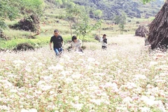 Buckwheat buds spur tourism 