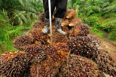 Thailand works to distribute palm oil overstock