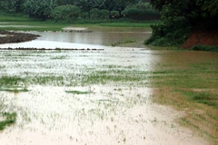 Vietnam should be proactive in coping with natural disasters