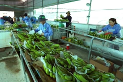 Vietnam, Netherlands agree to enhance agricultural partnership