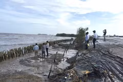 Ca Mau takes prompt actions against dyke erosion
