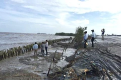 Ca Mau takes prompt actions against dyke erosion