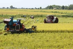 Mekong Delta expects 150,000 more tonnes from summer-autumn rice crop