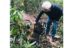 Bison bull found dead at Dong Nai natural reserve