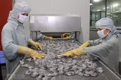 Shrimp export falls 8.1 percent in eight months