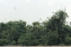 Hai Duong works to preserve Stork Island