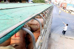 Southern localities on alert for African swine fever