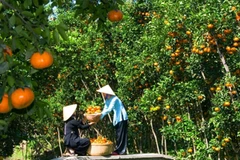 Vinh Long: unique tourism products key to attract visitors 