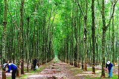 Firms investing abroad urged to pay attention to corporate social responsibility