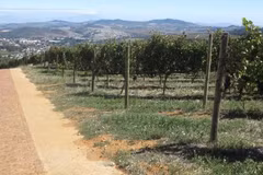 South African company to export fresh grape to Vietnam