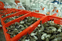Vietnam to promote shrimp exports to EU next year