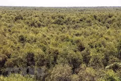 Large forested areas of Ca Mau face high risks of wildfire